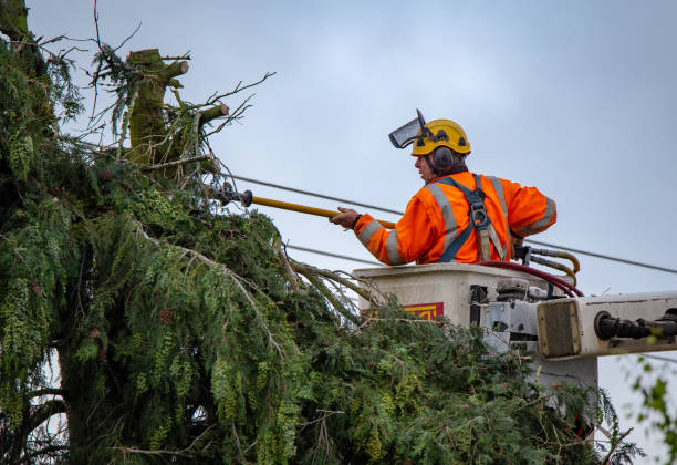 Best Tree Preservation Services  in Eaton, IN