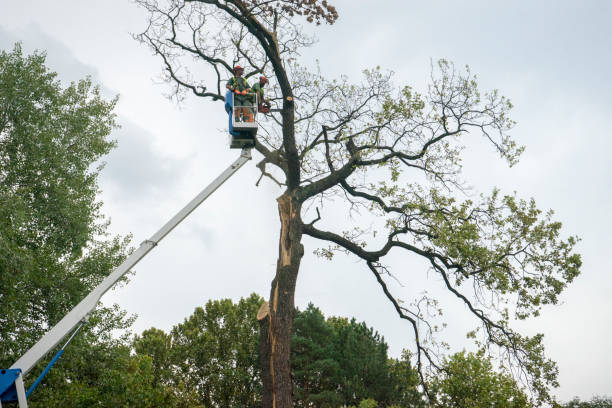 Best Tree and Shrub Care  in Eaton, IN