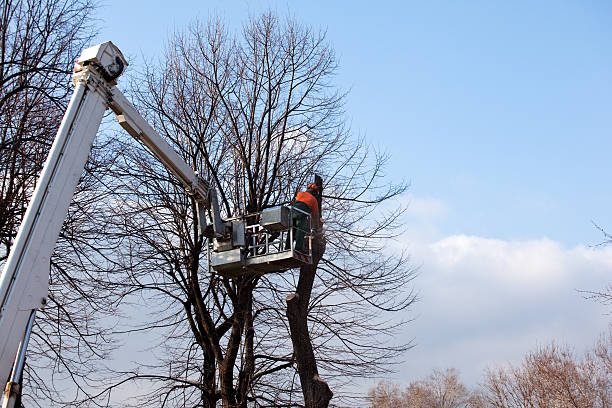 Best Tree Trimming and Pruning  in Eaton, IN