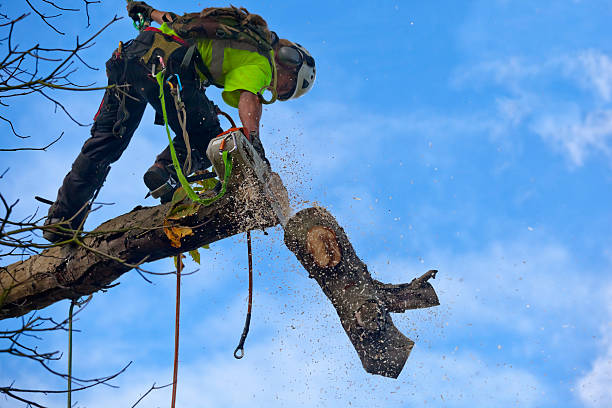 Best Tree Planting  in Eaton, IN